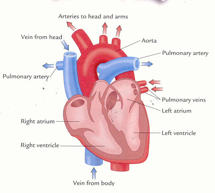 Heart Basics - Cardiology Mentorship